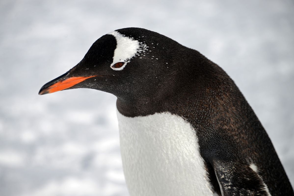 24C Gentoo Penguin Close Up On Cuverville Island On Quark Expeditions Antarctica Cruise
